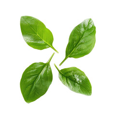 Fototapeta premium Close-up of four fresh, vibrant green leaves forming a cross shape