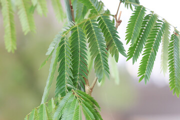風に揺れるネムの木