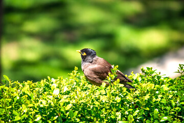 A Common Myna (Acridotheres tristis) perched on a bush, taking a break on its autumn migration. Bird, animal idea concept. Ornithology. Park, nature. No people, nobody. 