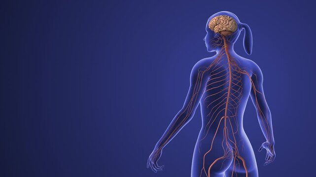 Cervical Nerve Disorder Showing Radiating Neck and Arm Pain