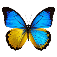 Colorful tropical butterfly with spread wings on a white background