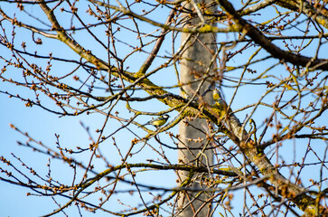 Great tit sitting among budding tree branches on clear early spring morning. Colorful great tit perched quietly on mossy branches surrounded by fresh spring buds and bright blue sky.