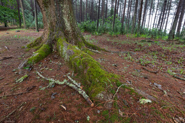 Tree Roots Covered in Moss on a Forest Floor