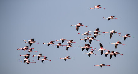 Large Flock of Lesser Flamingos in Formation Flight