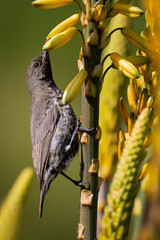 Female Amethyst Sunbird Feeding on Aloe