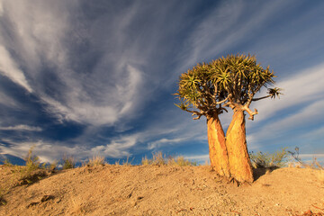 Landscape of a Quiver Tree with blue sky and thin clouds in the dry desert