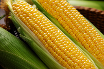 とうもろこし　Sweet Corn