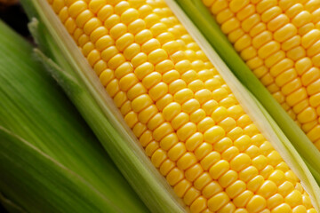 とうもろこし　Sweet Corn