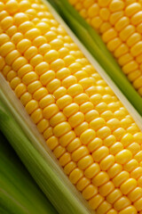 とうもろこし　Sweet Corn