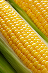とうもろこし　Sweet Corn