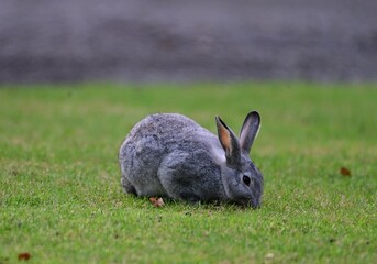 Adorable bunny rabbit in the grass