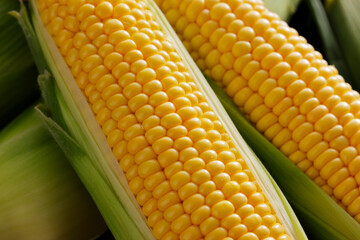 とうもろこし　Sweet Corn