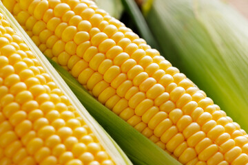 とうもろこし　Sweet Corn