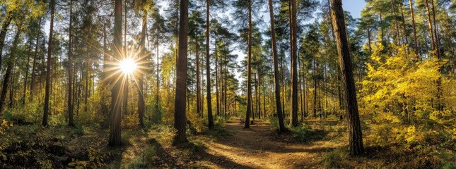 Fototapeta premium Sunlight Through Trees In The Forest