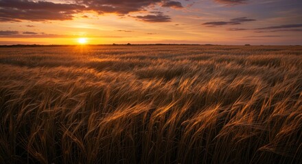 Fototapeta premium Sun sets over a wheat field golden hour light