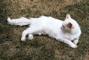 A white cat lies sprawled out carefree on the grass, gently moving its paws. Its long fluffy fur...