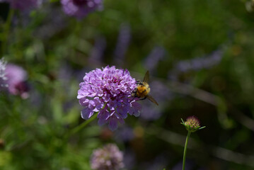 Yvoire, Lac d'Annecy, abeille