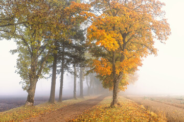 Fototapeta premium Tree lined gravel road with autumn colours a misty autumn day in the countryside