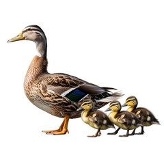 Obraz premium Mother duck leads her cute ducklings together on a nature walk springtime wildlife