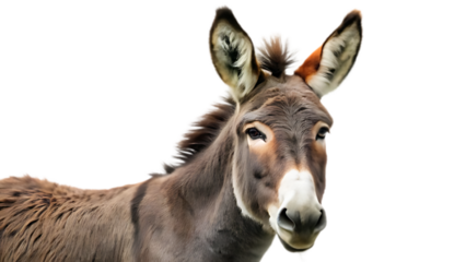 A donkeys head and shoulders isolated on a transparent background, showing its long ears and distinctive facial features