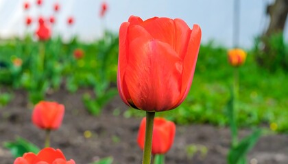 Close-up of a vibrant red tulip in a garden.