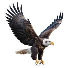 Obraz premium Bald eagle soaring with spread wings in flight majestic bird of prey freedom animal