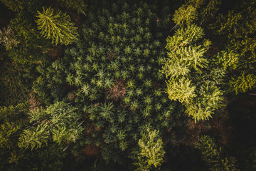 drone shot, aerial, woods and trees