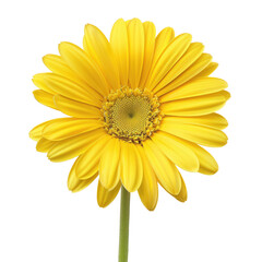 Obraz premium and keyword list based on the image.. Yellow Flower Blossom Blooming in Garden.
