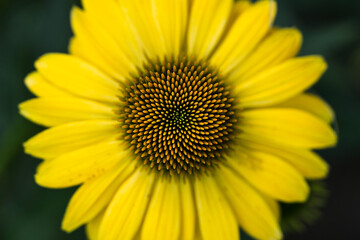 close up of a flower