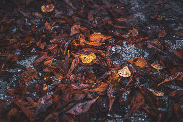 close-up of a flower