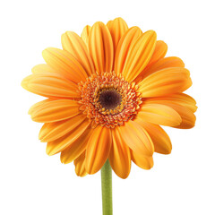Naklejka premium Close-up of a vibrant orange gerbera daisy (1)