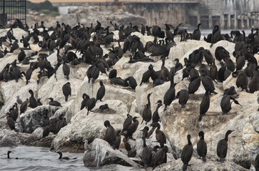 Dense Cormorant Colony Guano Rocks Harbor Pier Monterey
