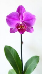 Fototapeta premium Single vibrant purple orchid, pristine white backdrop Clipping path provided , clipping path, vibrant, high resolution