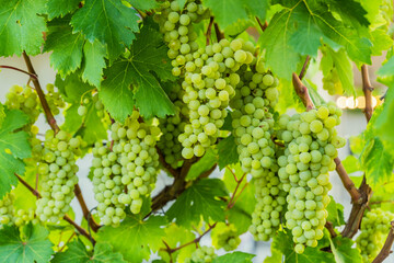 Green Wine Grapes on Vineyard Vine