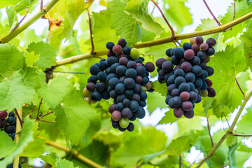 Dark Red Wine Grapes on Vineyard Vine