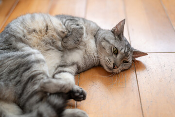 くつろぐ猫　サバトラ猫