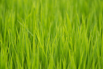 朝露に濡れる稲穂