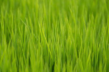 朝露に濡れる稲穂