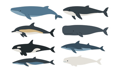 Diverse ocean giants collection: flat design whales and dolphins