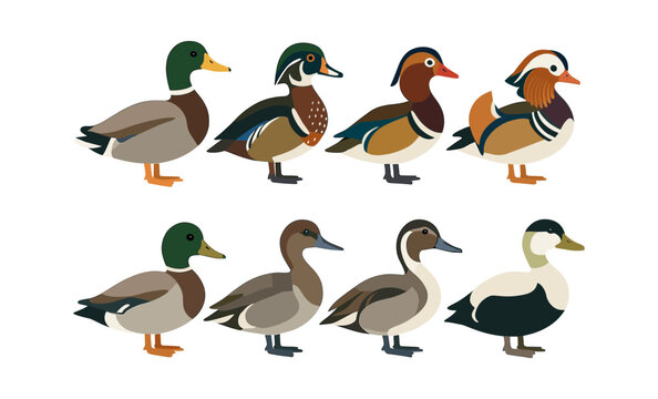 Colorful flat design ducks: variety of species in a minimalist style