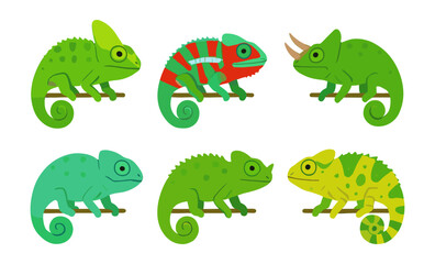 Fototapeta premium Charming cartoon chameleon collection: vibrant reptile designs for kids and nature enthusiasts