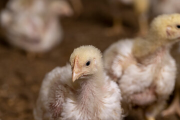 a poultry farm where chicken chickens are raised to produce meat products, Focus on the foreground