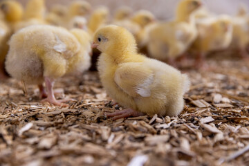 small chickens in a poultry farm without cages on a litter of sawdust, chicken chicks about three days old in yellow fluff