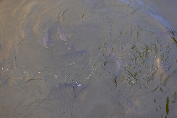 carp in the water of the lake floating , large carp swimming in the water in the dirty water