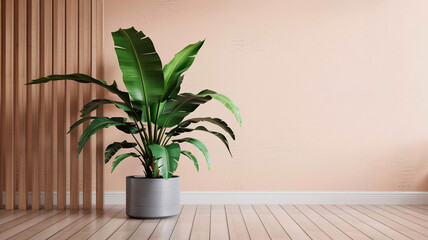 Lush Bird of Paradise plant thrives in a modern, minimalist room with natural wood accents