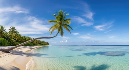 Tropical Paradise Beach with Palm Tree and Crystal Clear Water