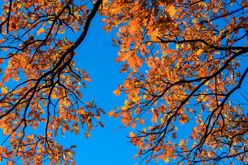 Colorful Oak Leaves on Branches Against a Clear Blue Sky