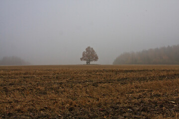 Solitary Autumn Tree in a Foggy Field