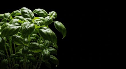 Fresh Green Basil Plant With Water Droplets Against Black Background