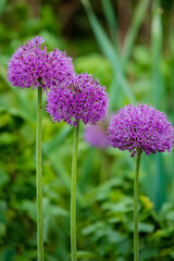 Three clusters of vibrant purple allium blooms sway among lush green leaves, drawing attention